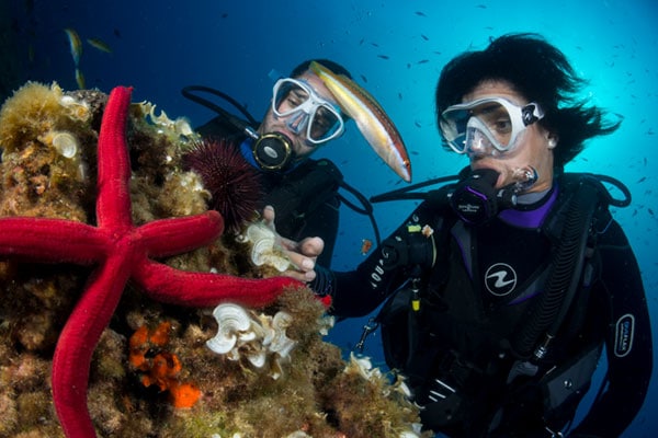 Cursos 5 ali-sub-centro-buceo-cursos-08-guia-buceo