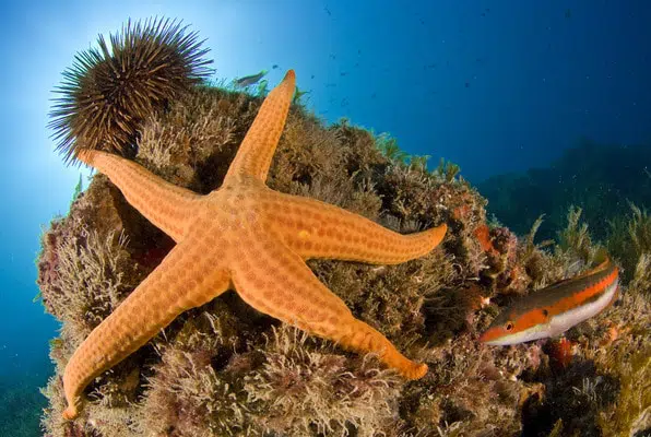 Sea star