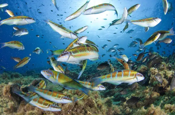 Home 9 Salidas de buceo en Alicante