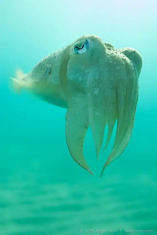 Scuba Diving in Benidorm 3 ali-sub-centro-buceo-home-galeria-01.jpg
