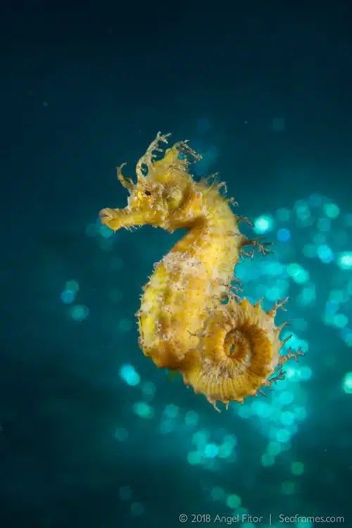 Scuba Diving in Benidorm 4 ali-sub-centro-buceo-home-galeria-02.jpg