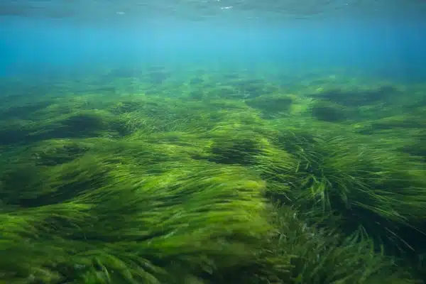 Scuba Diving in Benidorm 10 alisub-fitor-42.jpg