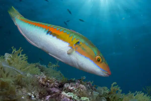 Scuba Diving in Benidorm 7 alisub-fitor-76.jpg