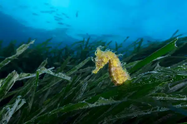 Scuba Diving in Benidorm 12 portada-web-alisub-fitor-9.jpg